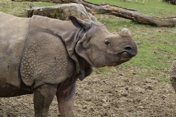 rhinoc&eacute;ros
