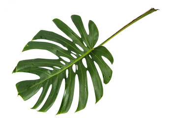 Porträt von tropischen grünen Blättern von Monstera mit isoliertem Hintergrund