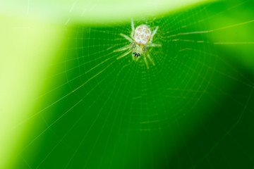 spider on web and green background, macro spider on web, animal in wild