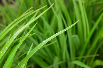 Fresh green grass with rain drops