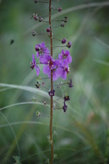 Verbascum phoeniceum flower, Purple mullein or temptress purple plant