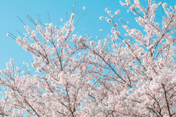 Beautiful cherry blossom or sakura in spring time ,Japan.
