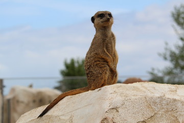 suricate