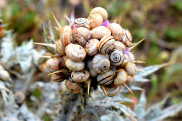 group of snails on thistle : Close up of a snail colony on thistle