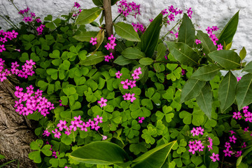 flowers in the garden
