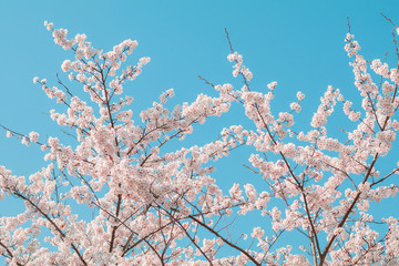 Beautiful cherry blossom sakura in spring time with sky  background in Japan.
