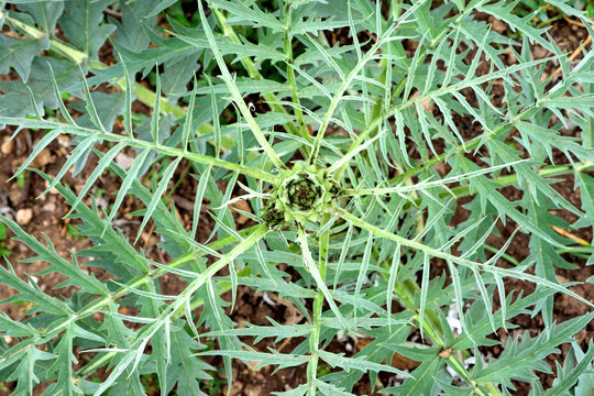 cardoon plant  with leaves