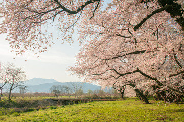 Beautiful cherry blossom or sakura in spring time  in Japan.
