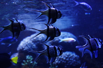 nurek, akwalung, podwodne, nurkowanie, morski, oceanu, woda, ryba, rafa, blękit, nurkować, koral, granatowy, glęboko, tropikalna, bańka, gromada, charakter, aparat fotograficzny, sport, egipt, sporty  © Szymon