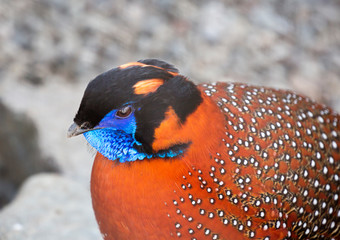 Temminck's Tragopan. ( pheasant.) It lives in the Central and Eastern parts of the Himalayas, in India, Tibet, Bhutan and Nepal. Black head, red body with white speckles. Spots on the sides of the tuf - obrazy, fototapety, plakaty