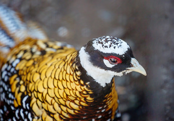 Reeves pheasant.  Its plumage seems scaly because of the shiny dark brown and black edges on the feathers. The head is black with a white 