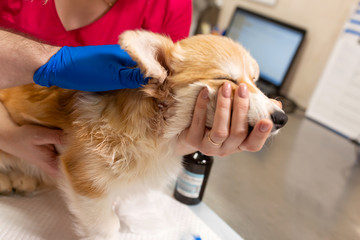 Veterinary doctors exam little corgi dog in manipulation room of pet clinic. Pet health care