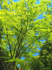 新緑の欅と青空