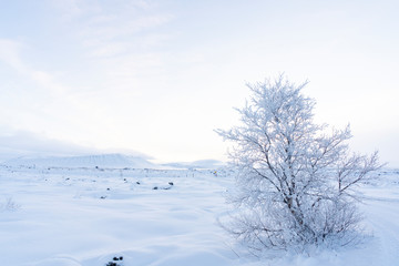Fototapeta na wymiar Sunrise on a cold morning in Iceland
