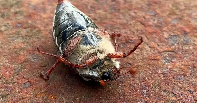 Cockchafer or May bug lying on the back, 4K.