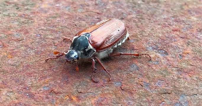 Cockchafer or May bug crawling on a rusty background, 4K.