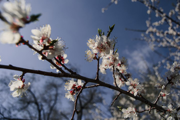  Spring cherry blossoms and Sunny day