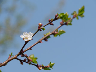 spring gardens are blooming. branch with flowers