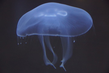 meduza, morski, ryba, blękit, galareta, oceanu, podwodne, woda, akwarium, zwierzak, glęboko, charakter, granatowy, użądlić, przejrzysty, czarna, istnienie, dzika natura, atramentowy, iskra, sporty wod © Szymon