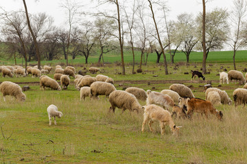 A herd of goats and sheep.  Animals graze in the meadow. Mountain pastures of Europe.