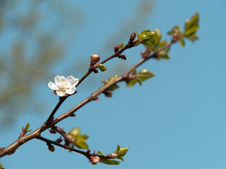 spring gardens are blooming. branch with flowers