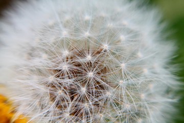 Macro soft blurry fluffy dandelion blowball. Selected focus. 