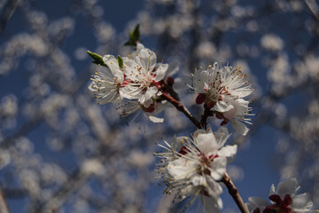 tree, spring, flower, blossom, cherry, branch, nature, pink, bloom, flowers, blooming, sky, plant, white, season, sakura, blossoms, beauty, blue, petal, beautiful, bud, leaf, floral, red