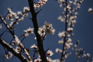  Spring cherry blossoms and Sunny day