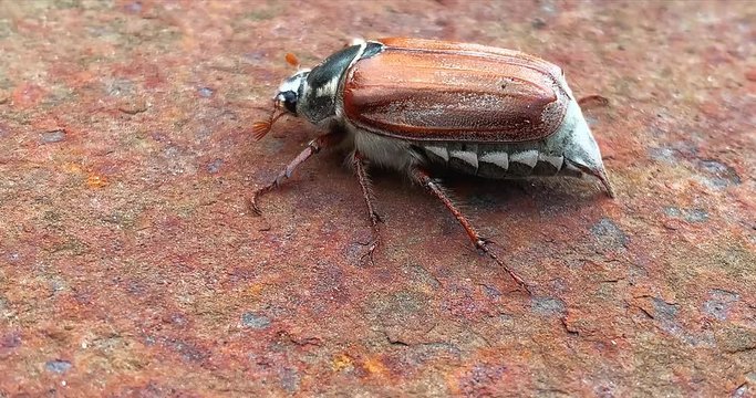 Cockchafer or May bug crawling on a rusty background, 4K.