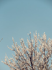 spring gardens are blooming. branch with flowers