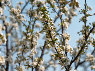 spring gardens are blooming. branch with flowers