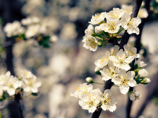 spring gardens are blooming. branch with flowers