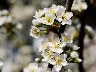 spring gardens are blooming. branch with flowers