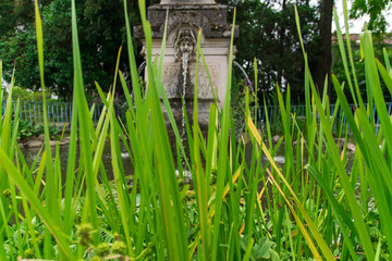 The Fontain in green garden.