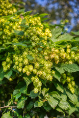 Plant hops. Agricultural plant, the main component in the production of beer