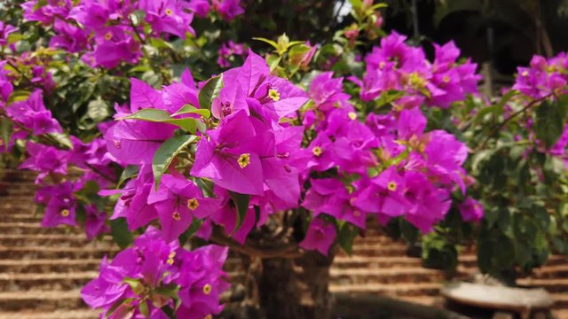 Close details macro purple beautiful flowers blooming tree cinematic plant exotic tropical Asia flora culture design. Prosperity longevity. Gimbal