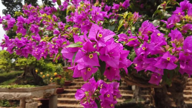 Dolly close details purple beautiful flowers blooming bonsai tree potted decoration park tree plant exotic tropical old authentic Asia culture design. Prosperity longevity 