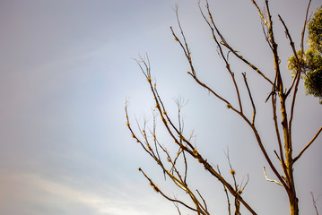 Multiple exposure of the leafless branches of a death eucalyptus against the cloudy sky. Captured at the Andean mountains of central Colombia.