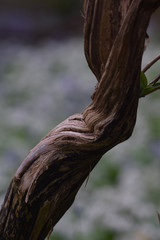 A branch within a Spring woodland
