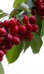 Macro shot on red cherries in the summer garden.