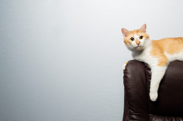 orange cat sits in an armchair and looks into the camera
