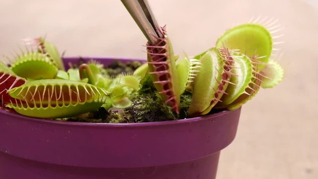 Venus flytrap gets a fly, but she flies away. Carnivorous plants