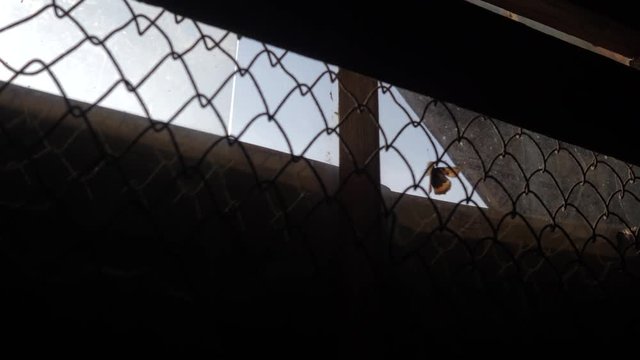 A butterfly beats against the glass. A butterfly beats on the glass trying to fly out of the dark room into the light. Concept: prison, jail, desperate, difficulties. 4K