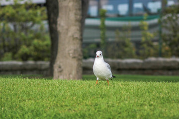 Black-Headed Gull Standing on the Grass in a Park