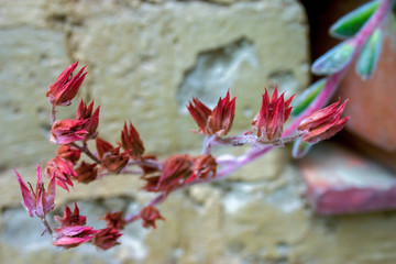 Macro photography of dried echeveria succulent plant flowers. Captured at the Andean mountains of central Colombia.