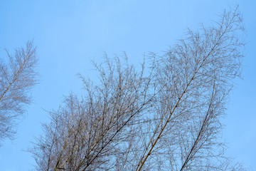 Bamboo branch and sky.