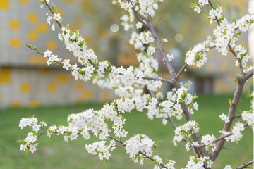 Twigs of the tree with blooming apricot flowers.