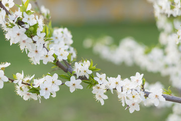 Twigs of the tree with blooming apricot flowers.