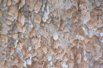 The skin of big trees.