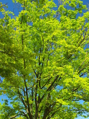 新緑の欅と青空